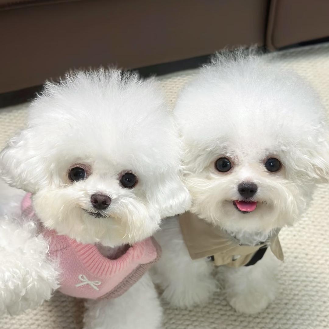 苏苏家优选精品小型犬