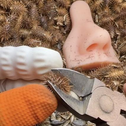 苍耳子鼻护油