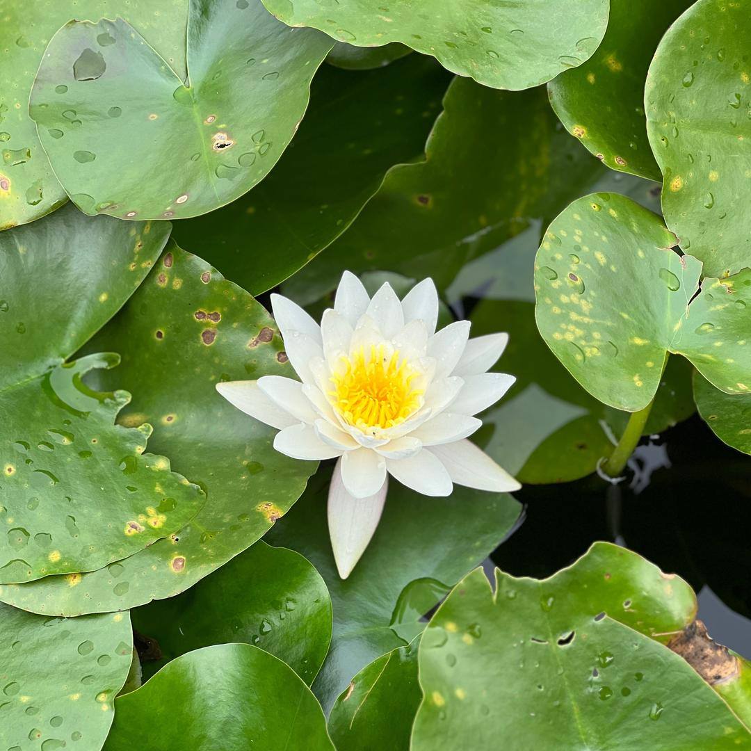 杨柳堆烟