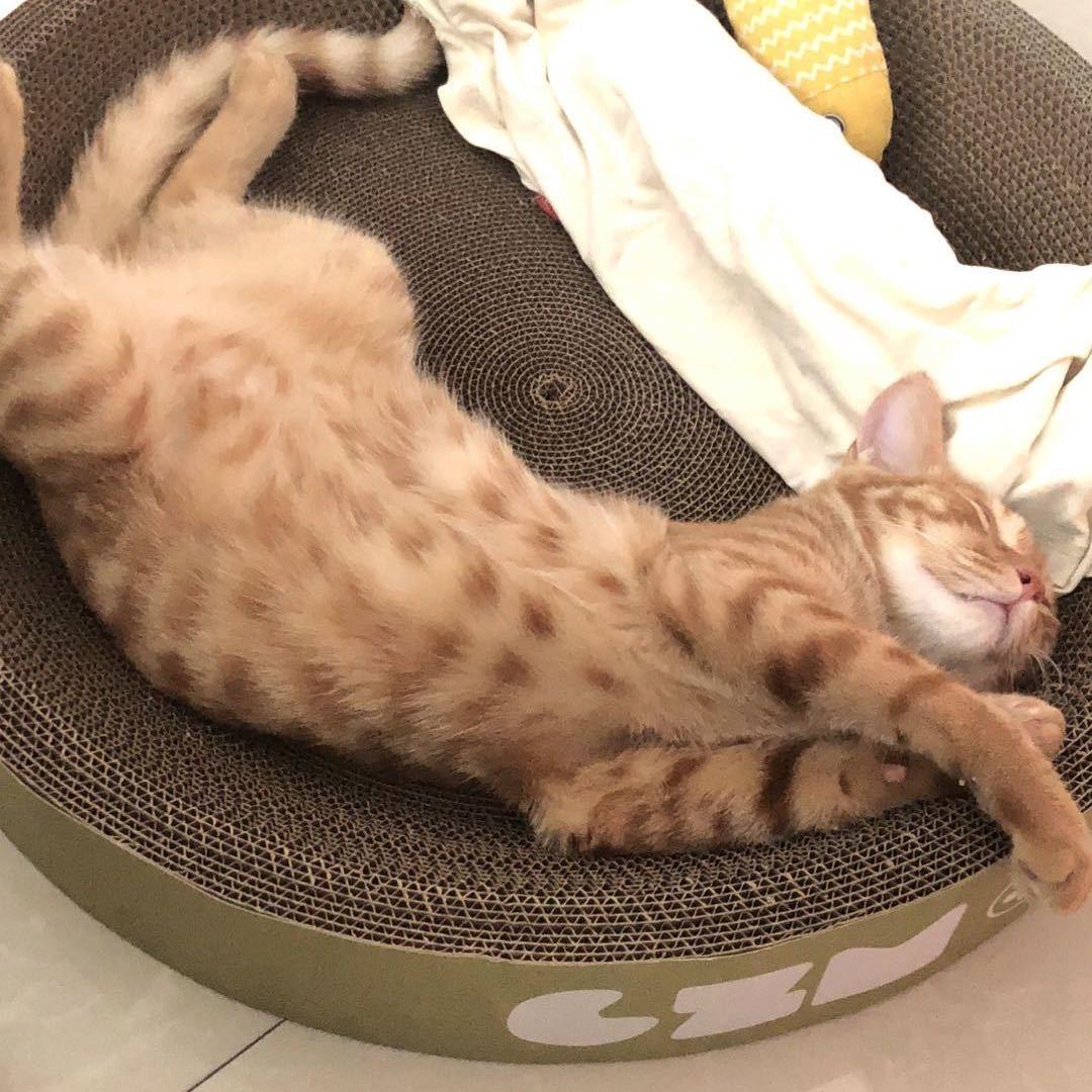 大冬小瓜