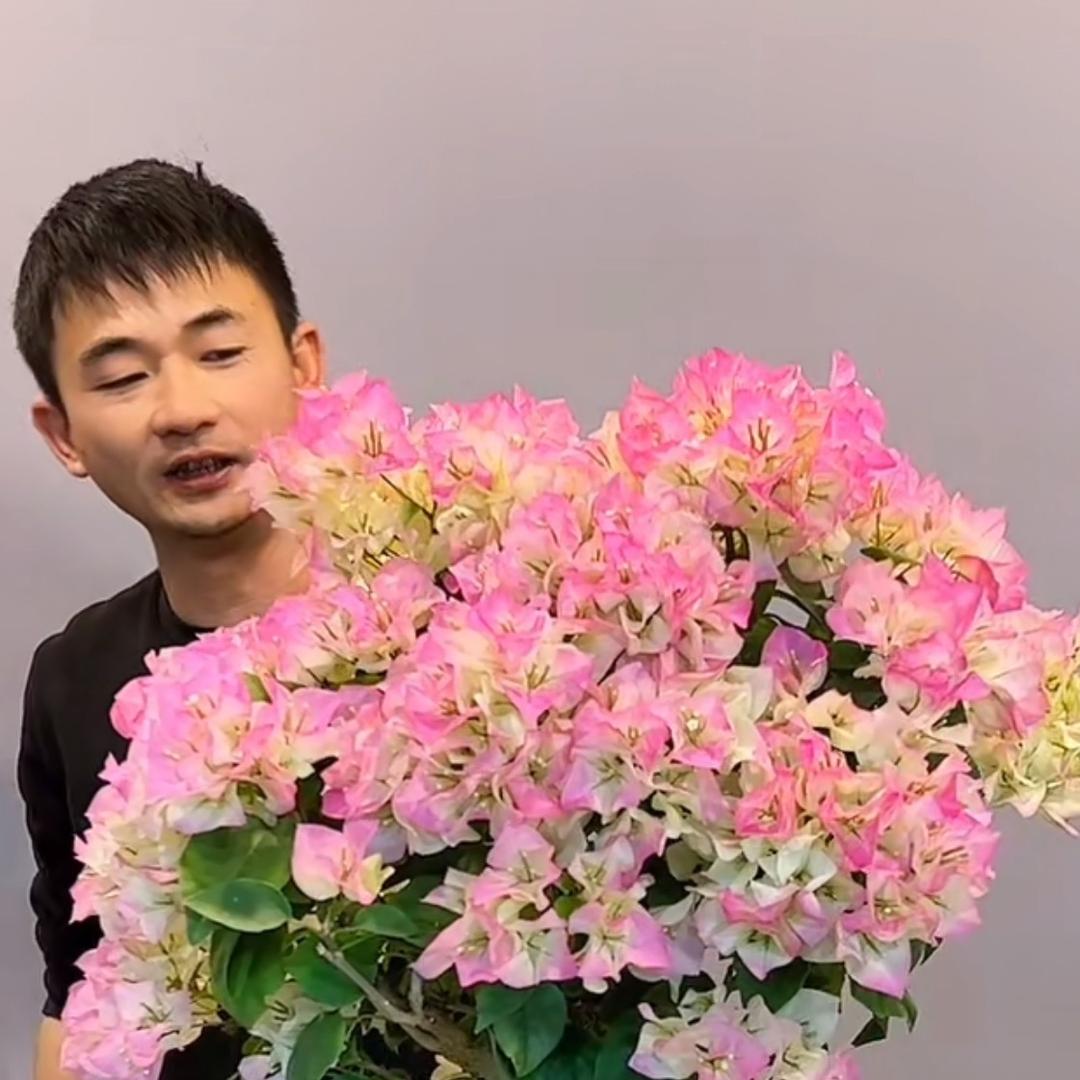 抖仔盆景