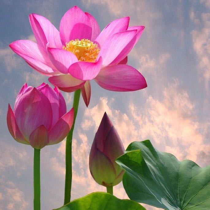 嗣龙师姐(直播号)