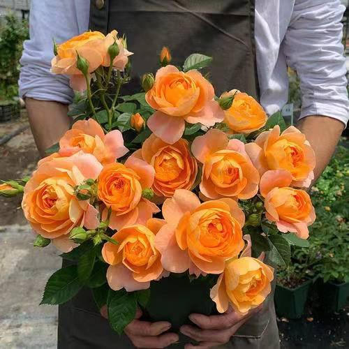 小花匠