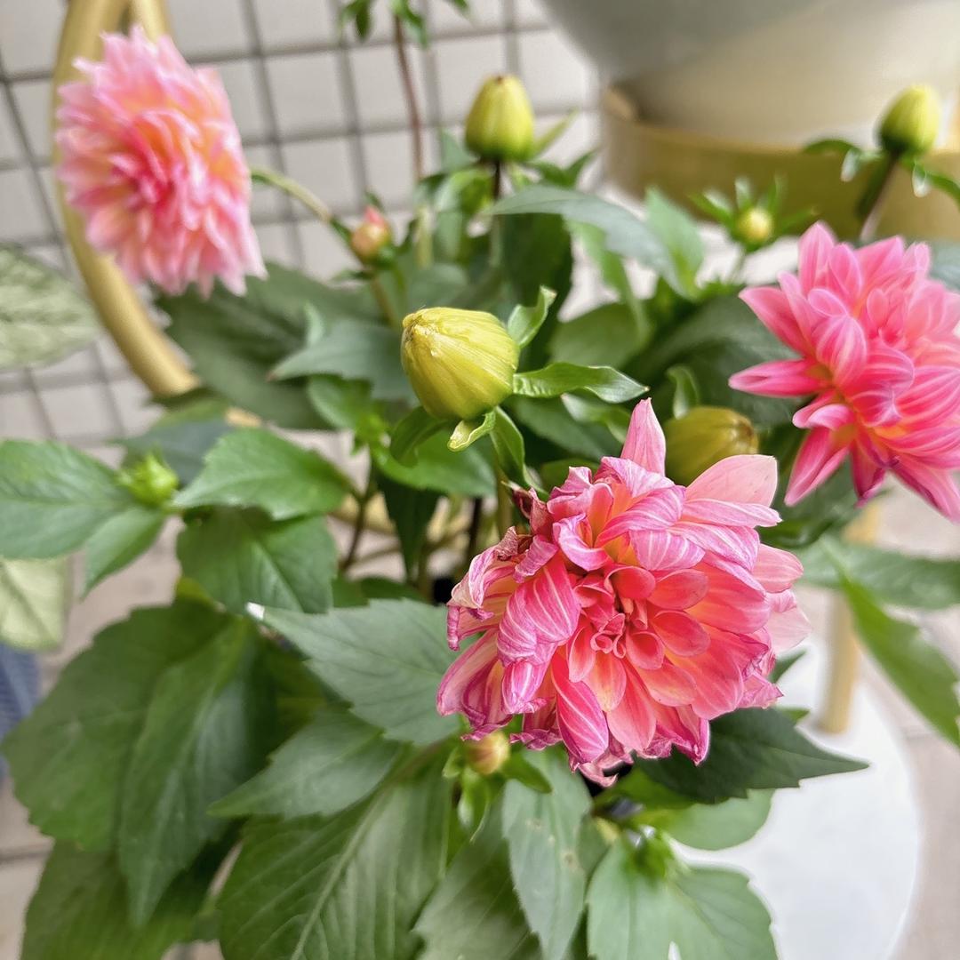 冰冰姐首播