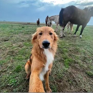 阿光🐶