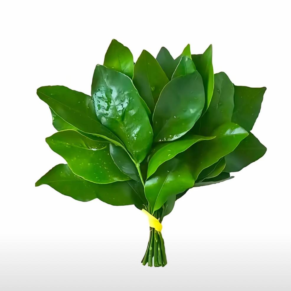 逵逵