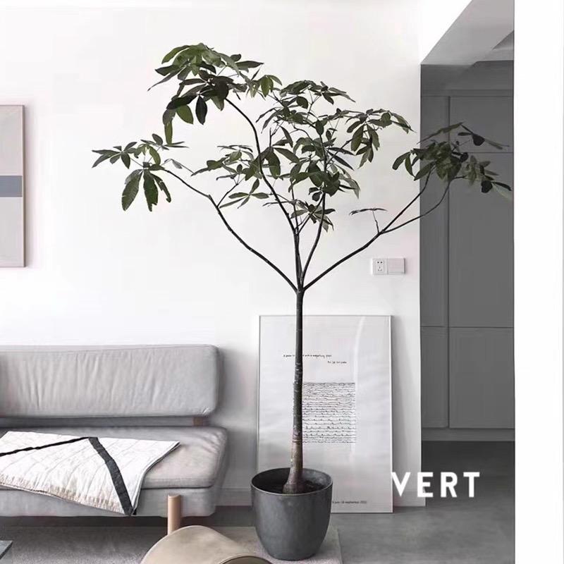 植语生财发财树