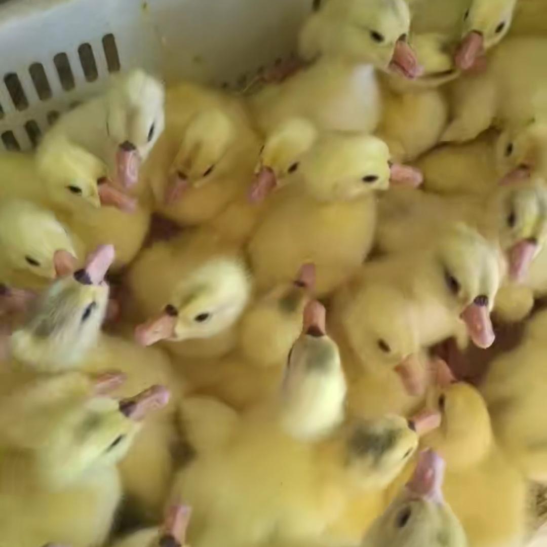 阜康有大鹅处理🪿