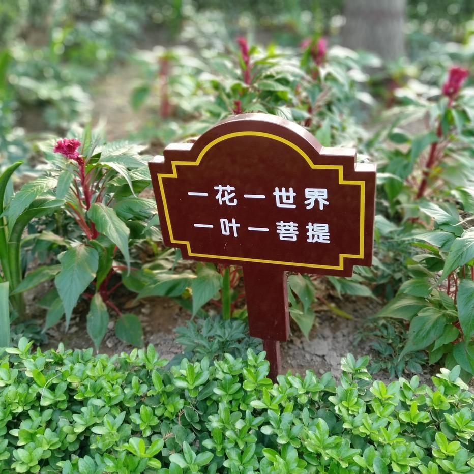 一木一浮生
