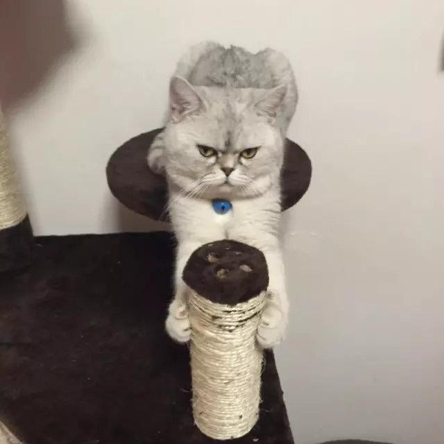 三姐