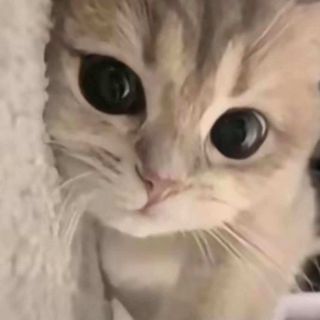 梁珈宁