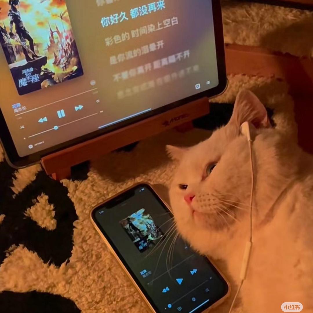 小猫吃饱了