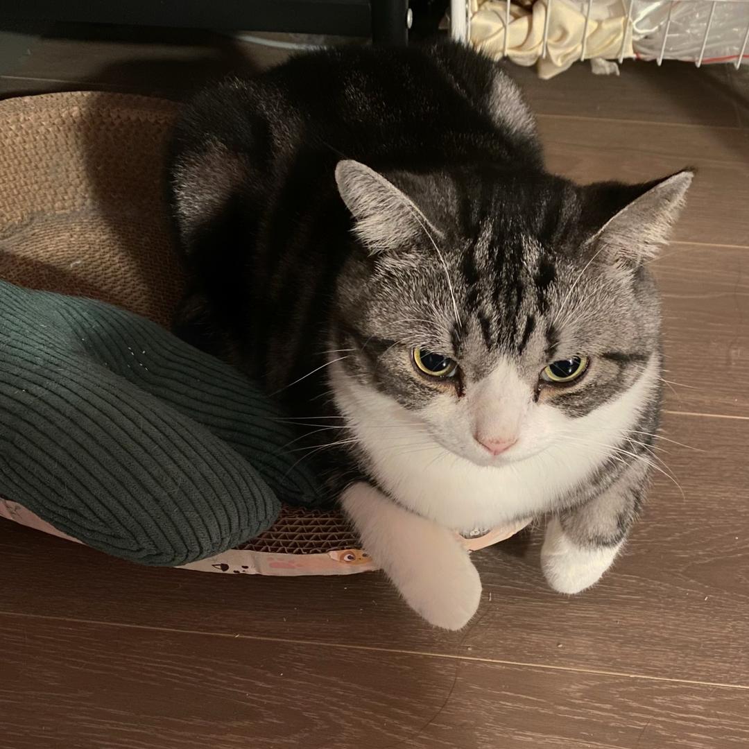 小猪宝