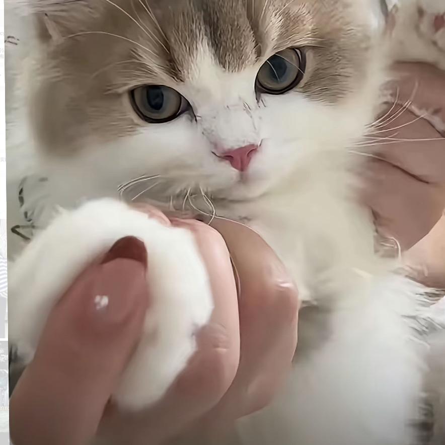 呀呼呼呀