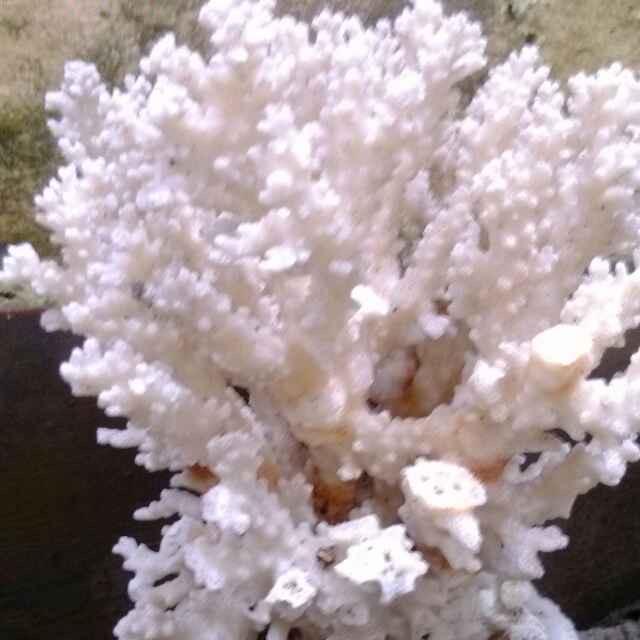 叶落知秋