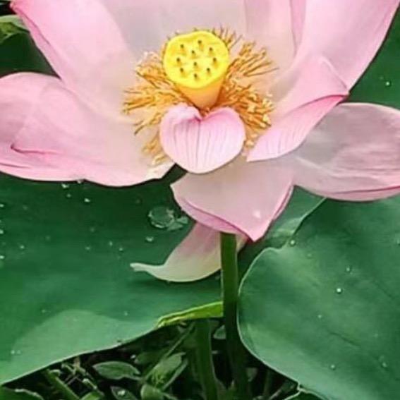 雨荷