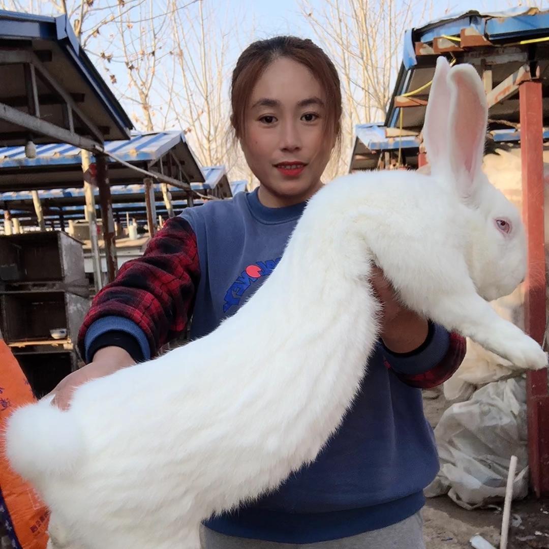 肉兔养殖