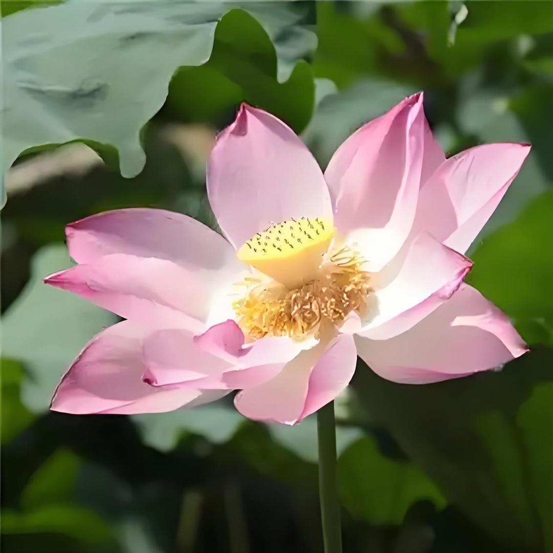 77浅浅💃(70后)