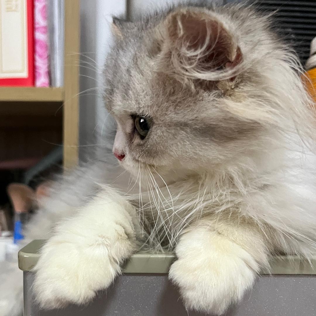 来财是只小犟猫