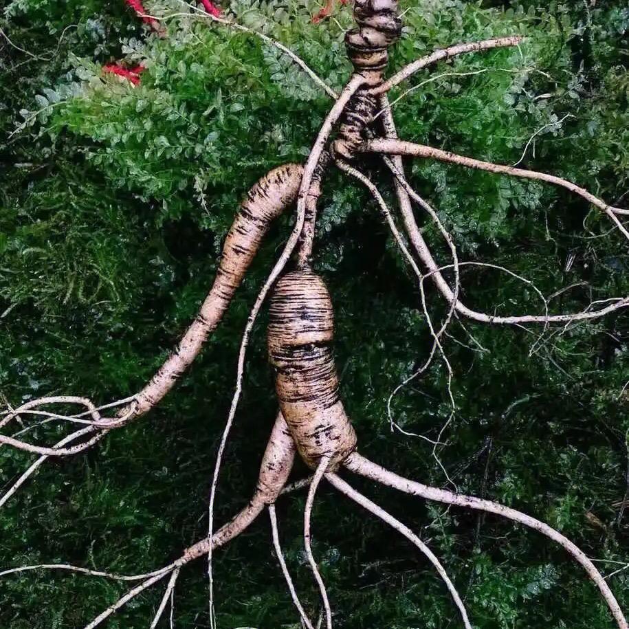 长白山睿火参茸行