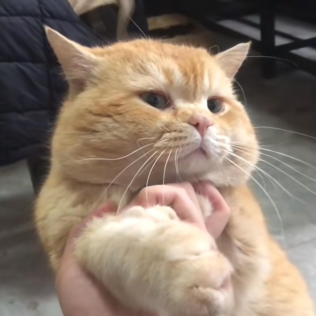 狗哥是只喵