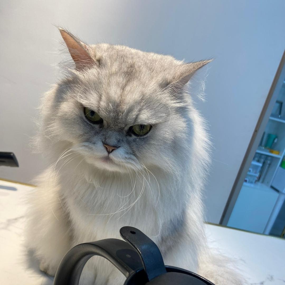 翱