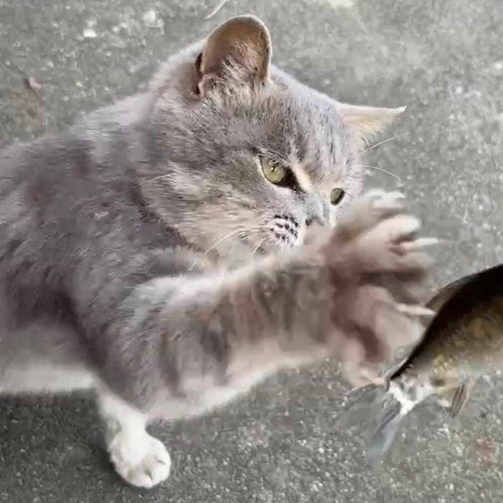 洒家今晚打老虎