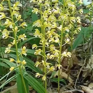 山芋头。毛慈姑。冰球子