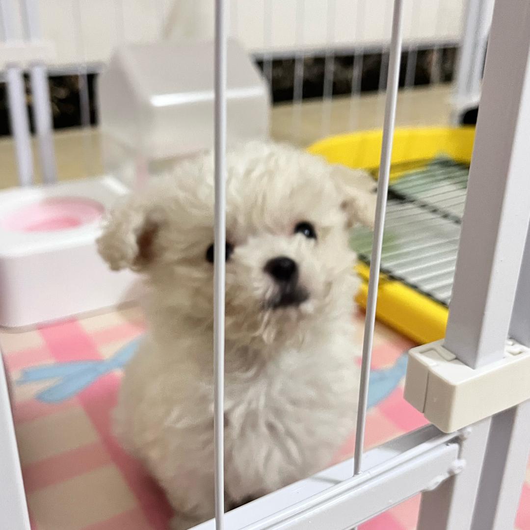 一只小奶糖
