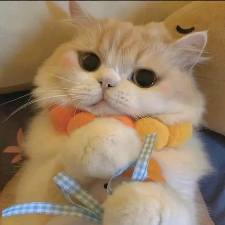 麦兜。