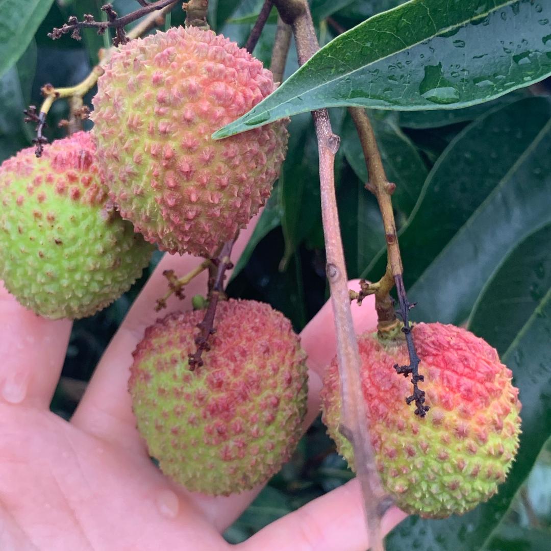 绿野丰农产品优品店零售店