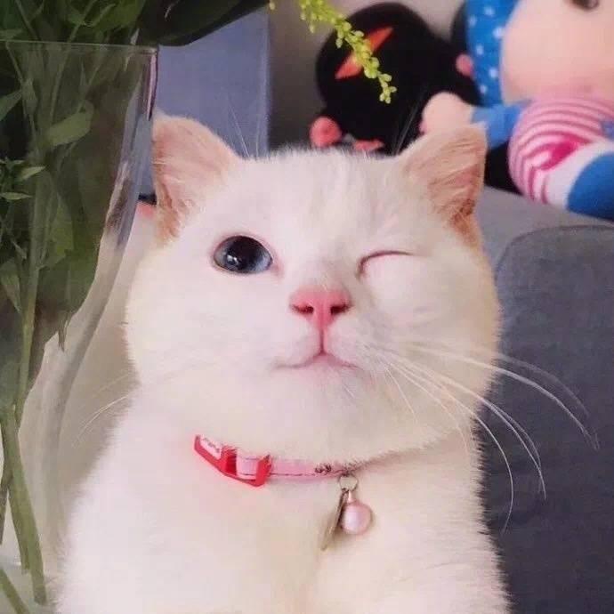 小熊不睡觉X