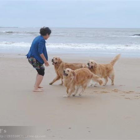 漠之猫金毛柴犬犬舍