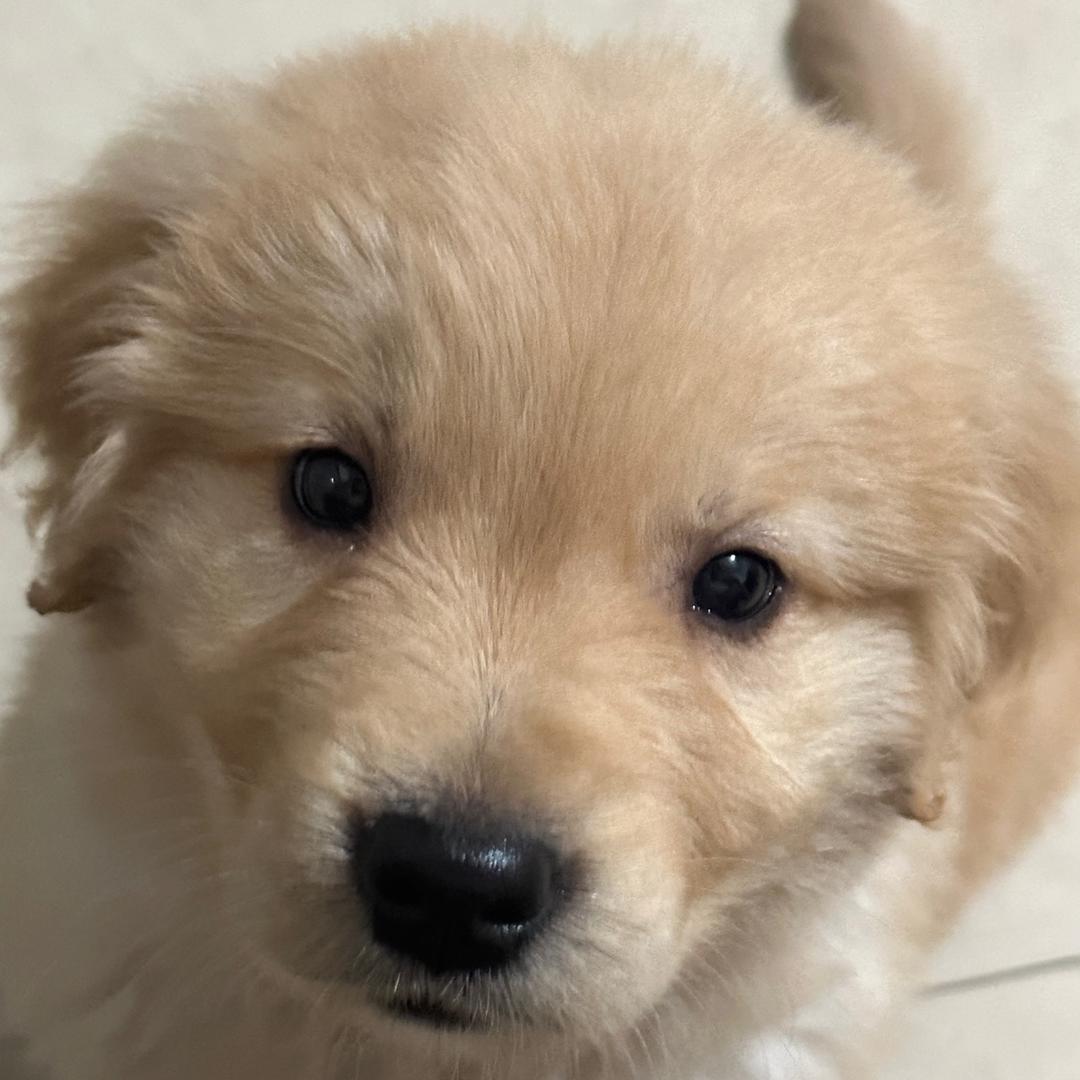 兔子小姐呀
