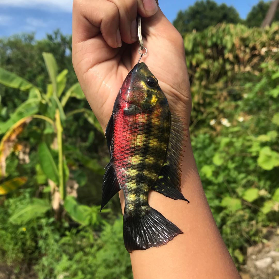 小李爱钓鱼🎣(路亚邪修中）🌈
