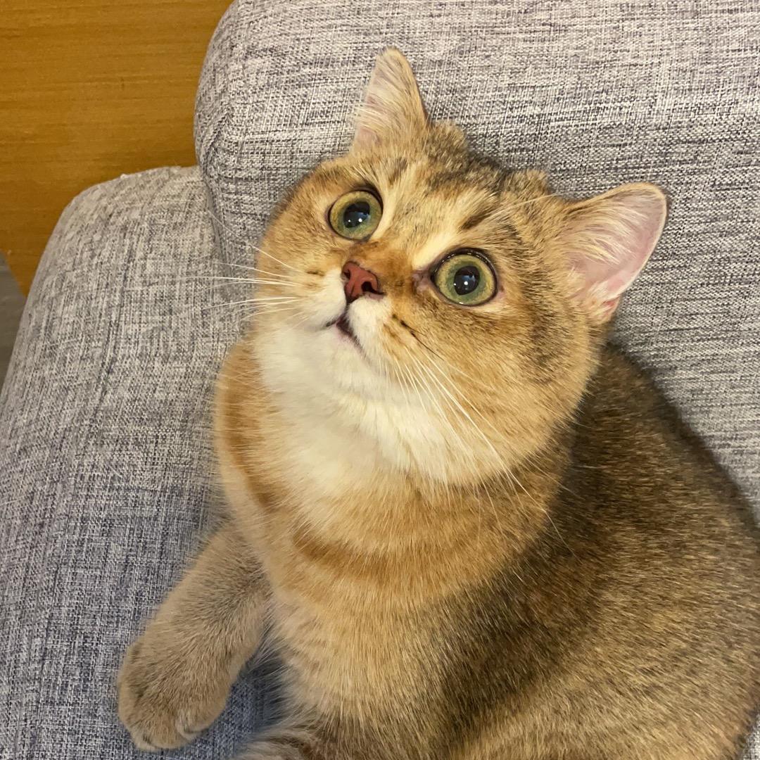 小猫咪叫琑儿呀