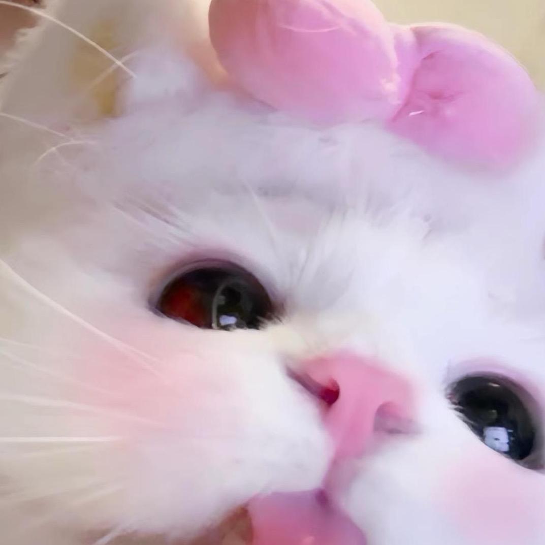 天才小猫