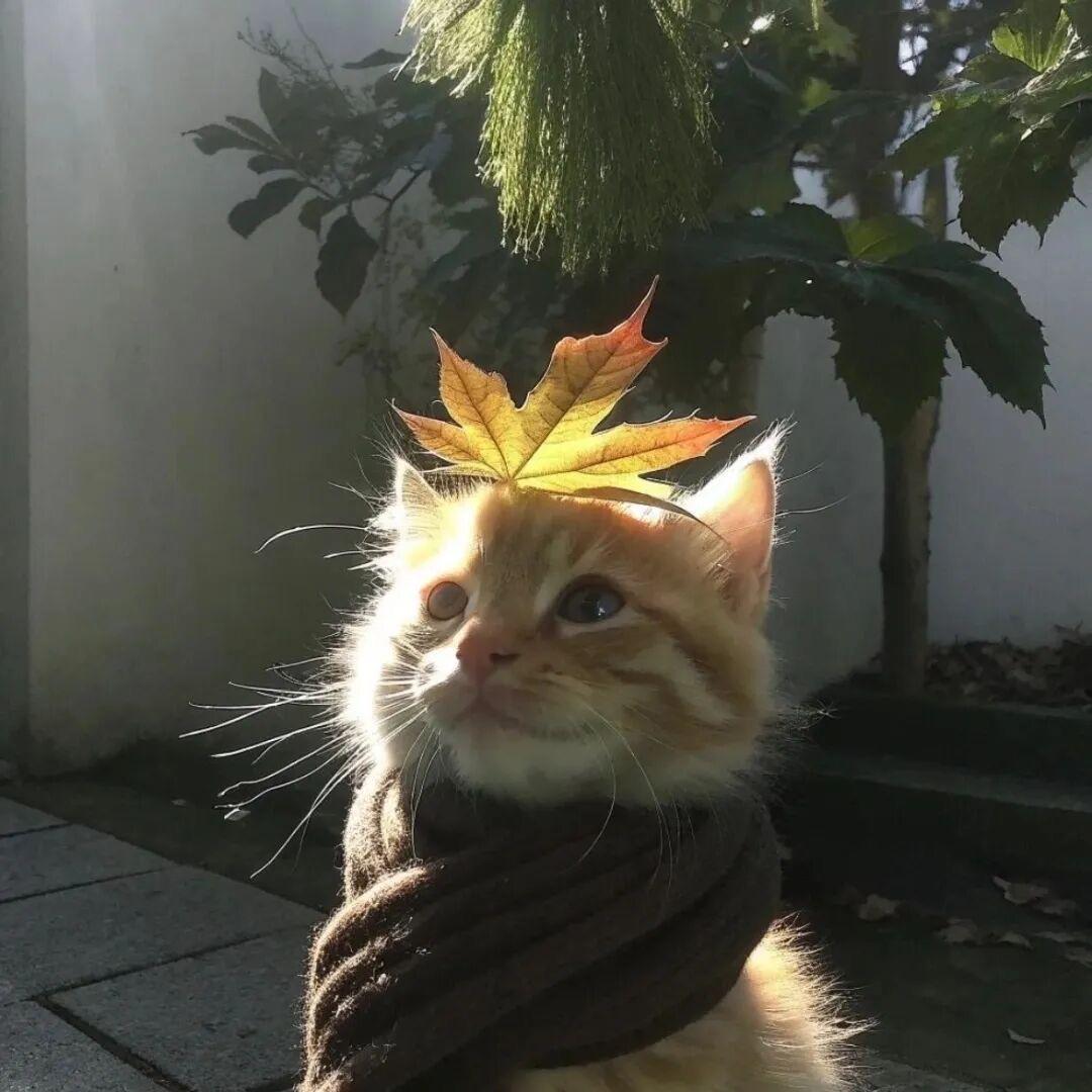 赴.