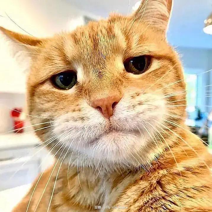 你瞅你长个嘴你嚎嚎的