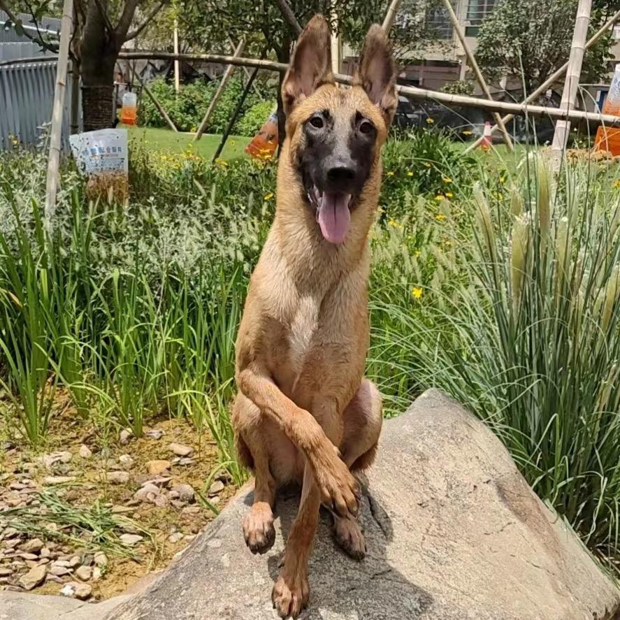 马达很酷（小号）