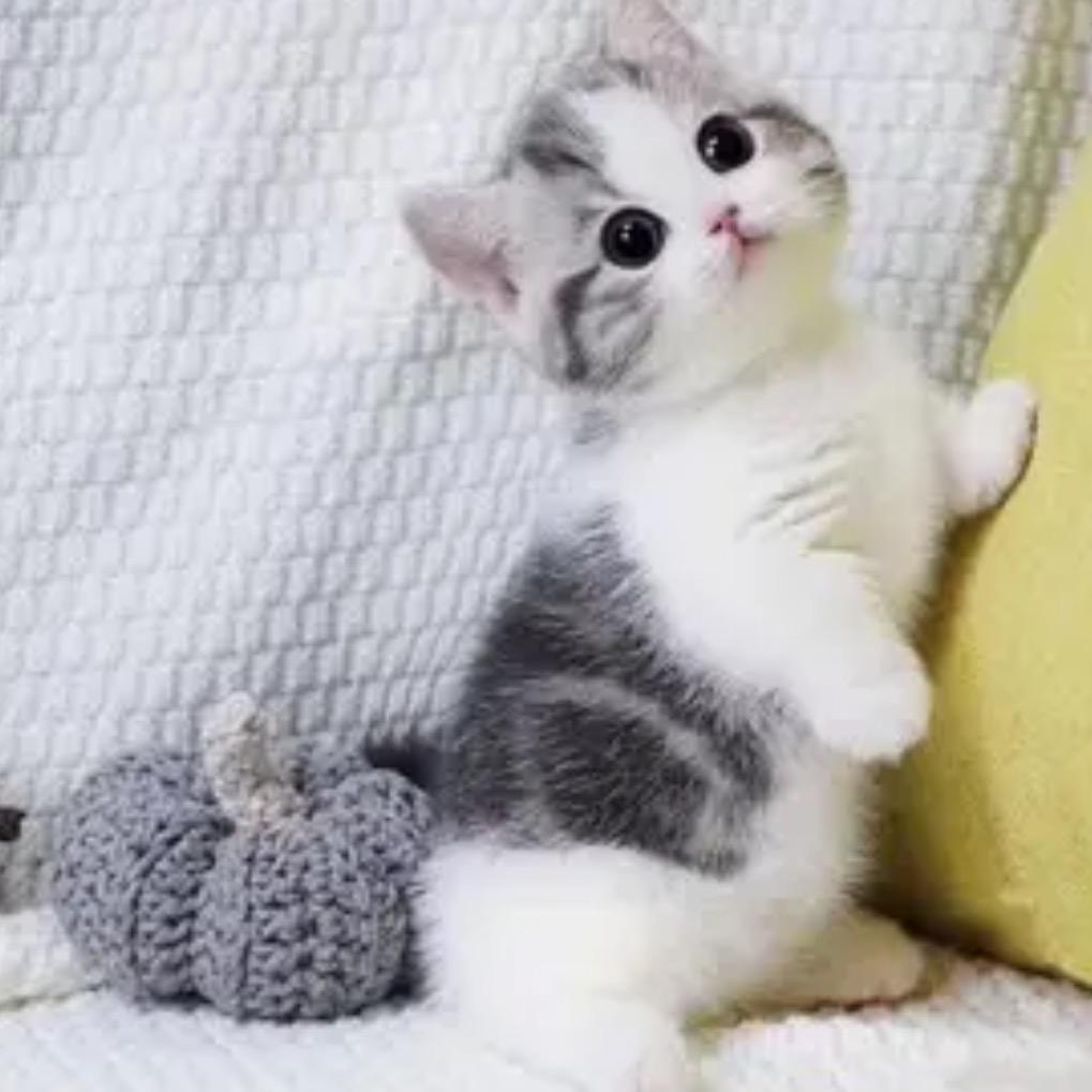 家有小可爱🐶🐱生活馆