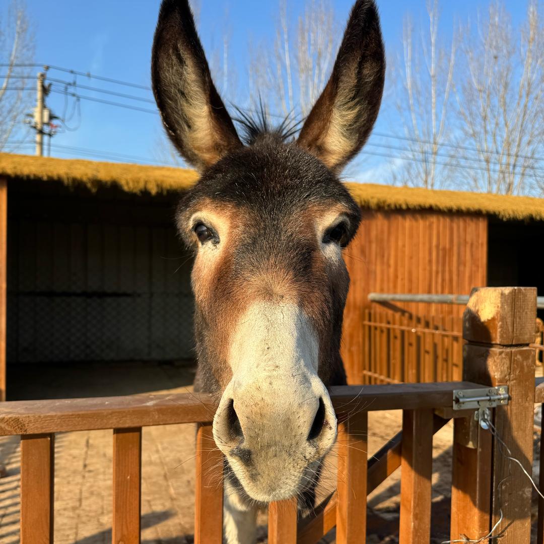开动物园的石头哥