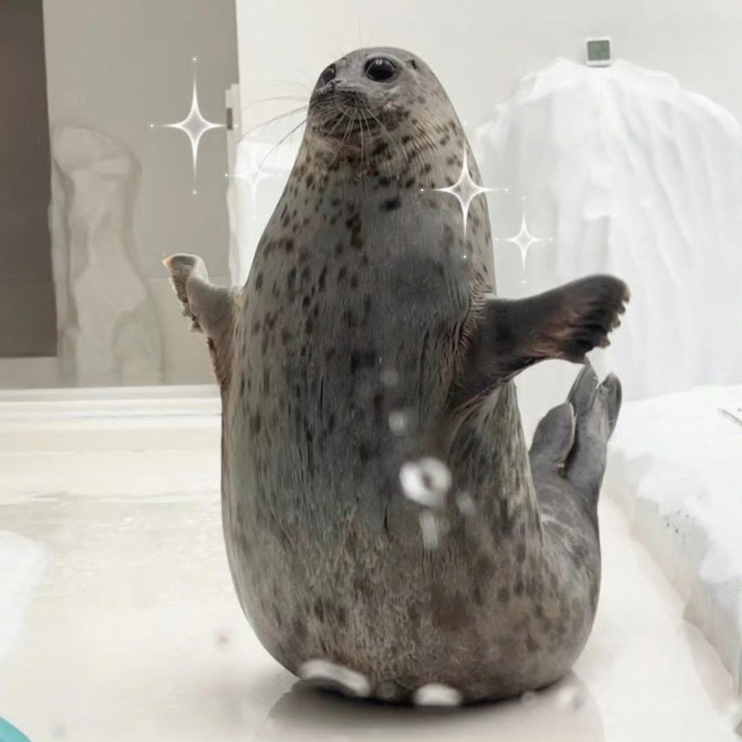 海豹