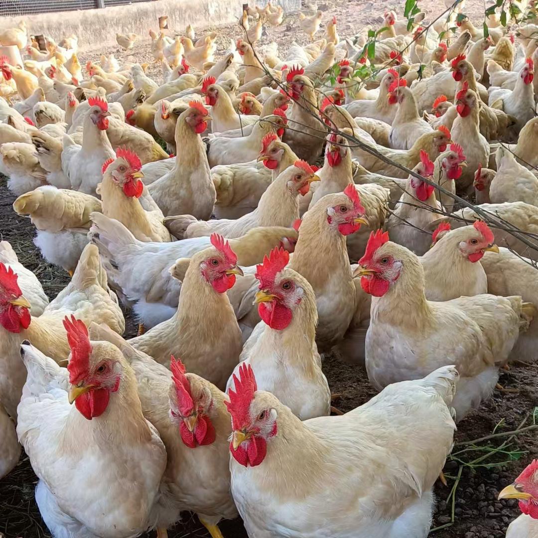 尘风坳靓🐔M612949