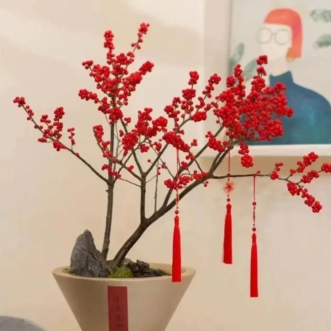 北美果花卉苗木