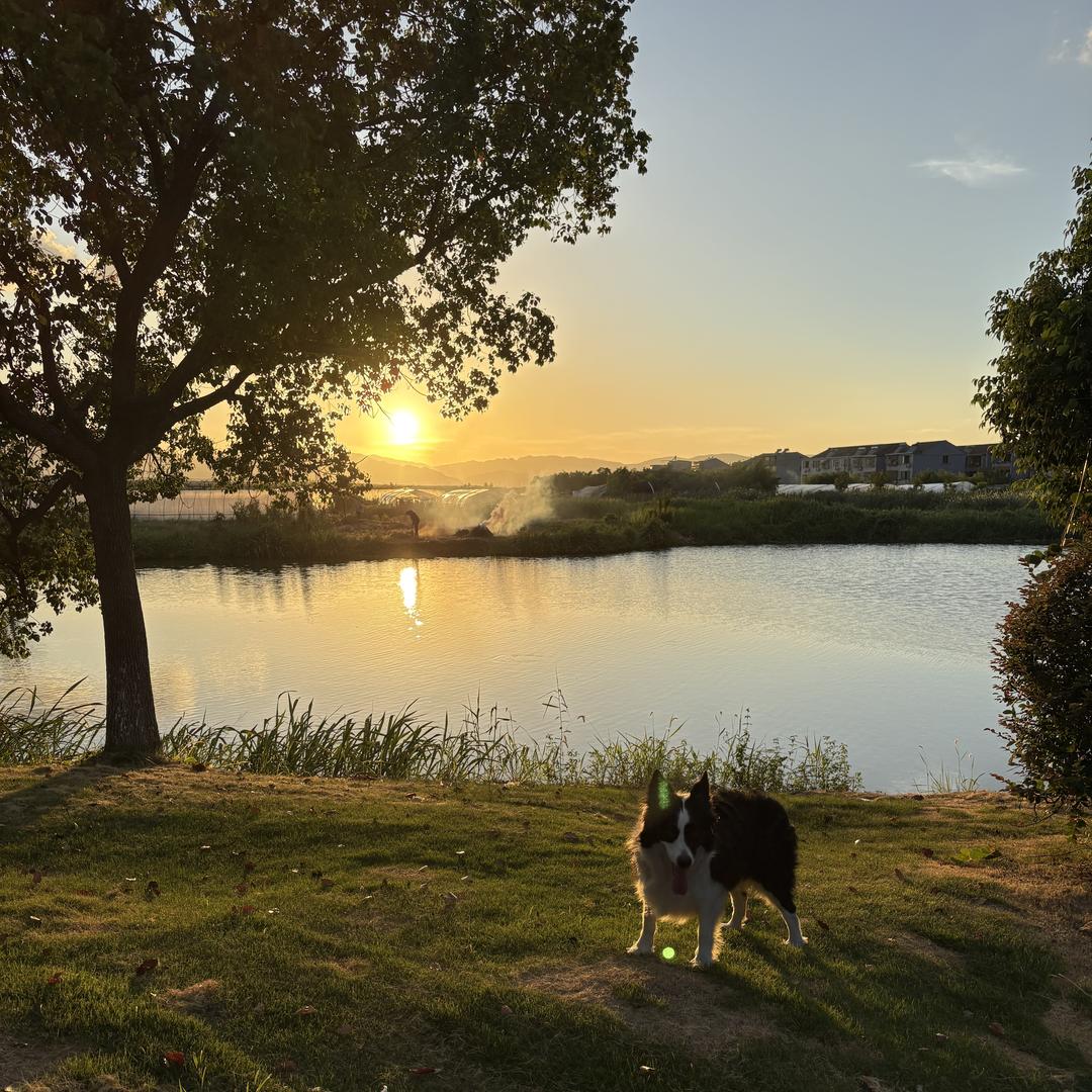 乐托蒙宠物用品严选铺