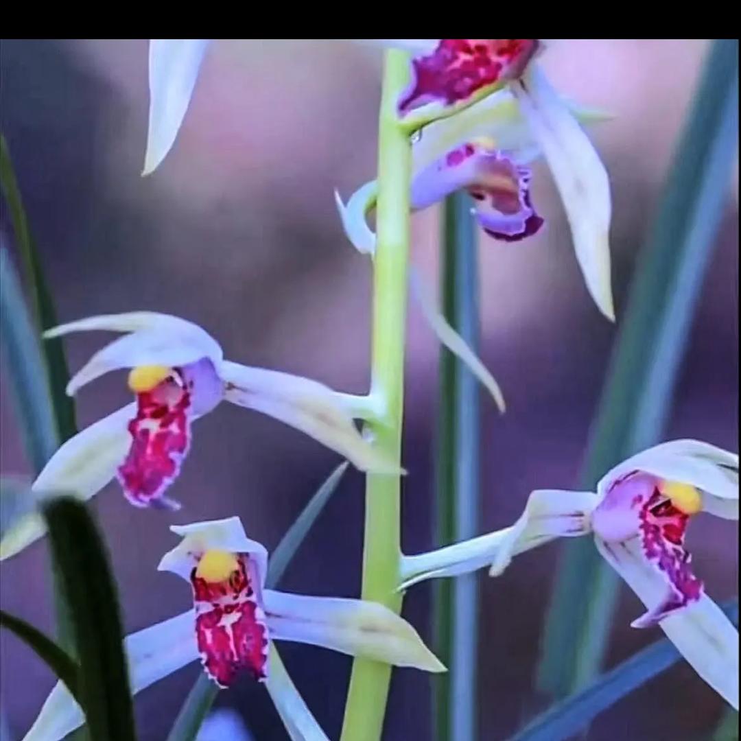 🌾王者🐲归来🎋