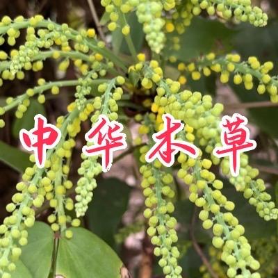 大小阳/甲乙丙/月干🌿