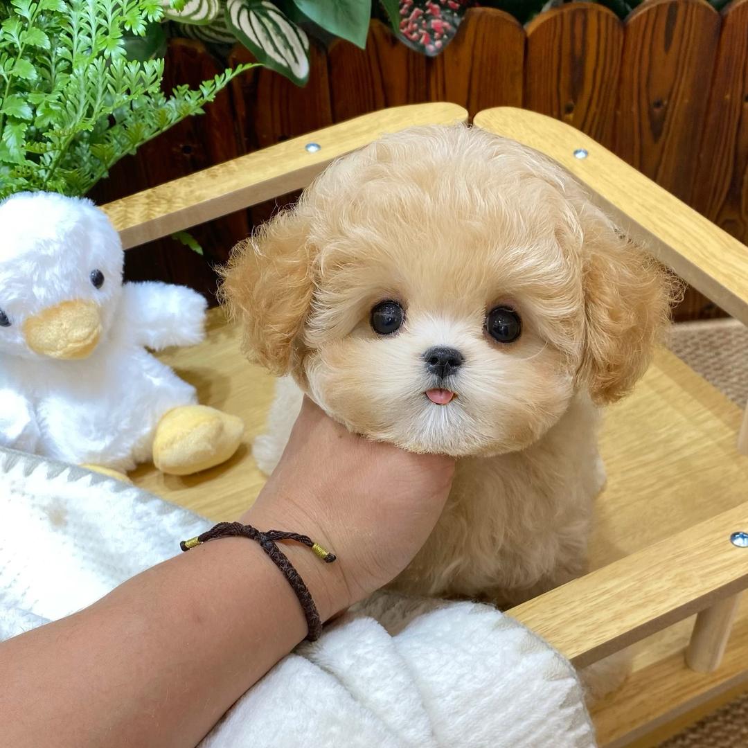 多可爱萌宠