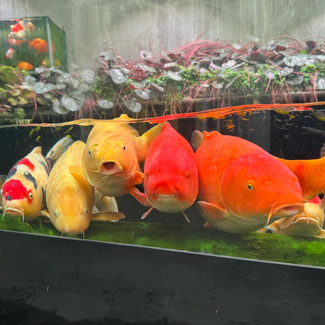 林度可乐❤️💗❤️